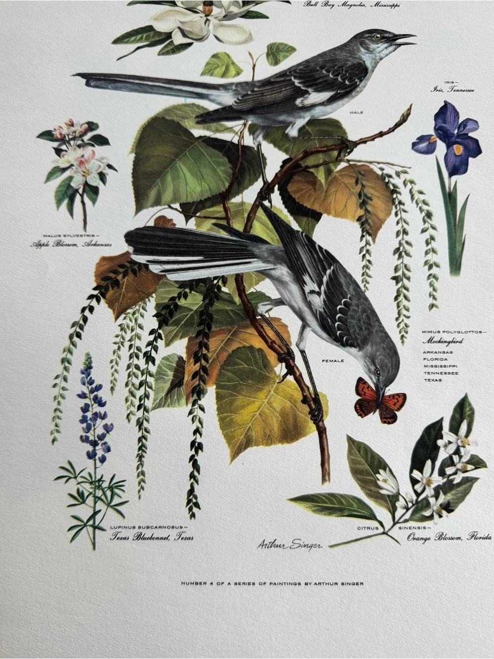 Botanical Art Prints Featuring 10 prints - Picture 9 of 12